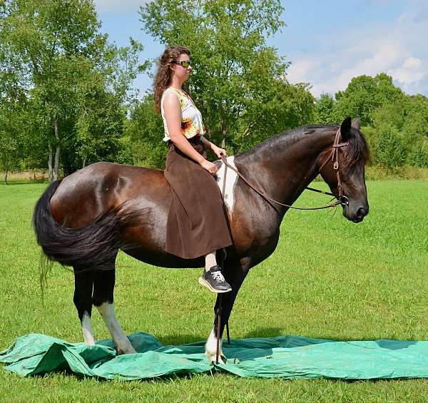 4-white-socks-pinto-patces-on-shoulder-horse