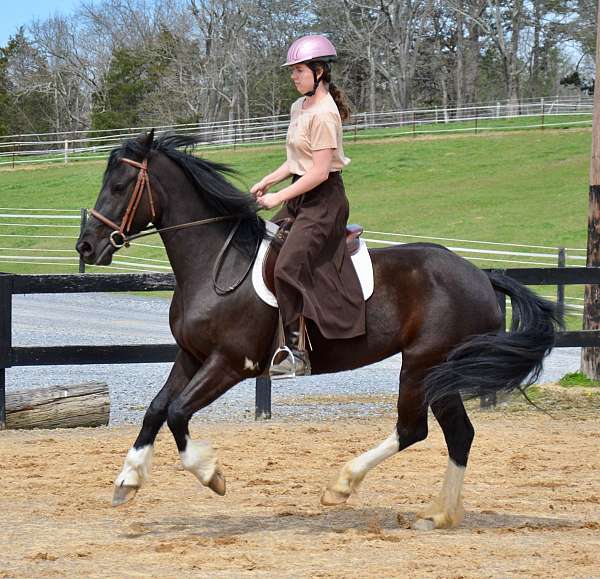 4-white-socks-pinto-patces-on-shoulder-horse