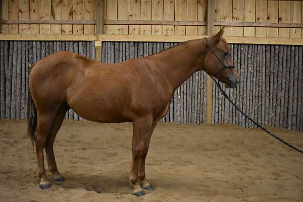 fritz-command-gelding