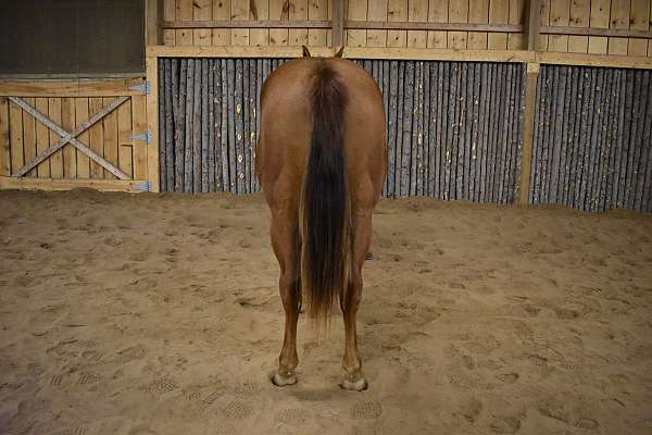 pine-gelding