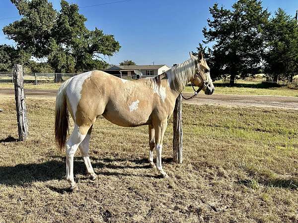 buckskin-paint-filly-mare