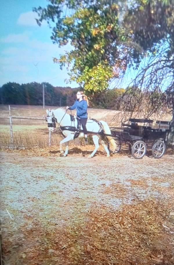 anderson-missouri-fox-trotter-horse