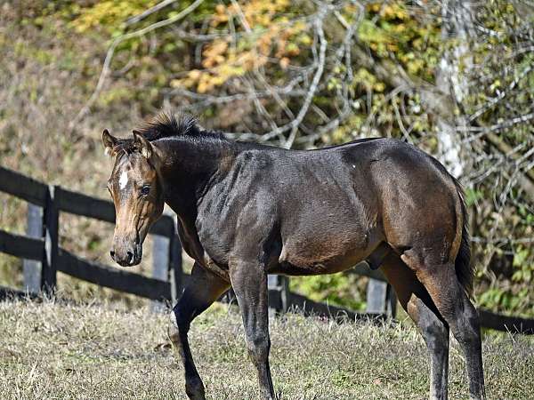 buckskin-white-foundation-horse