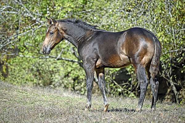 buckskin-white-performance-horse