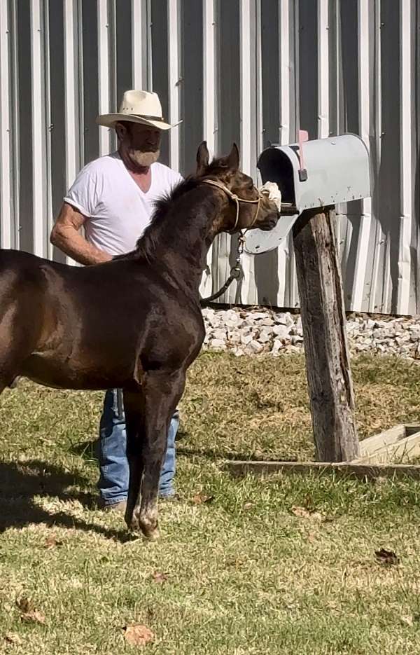 buckskin-white-ranch-horse