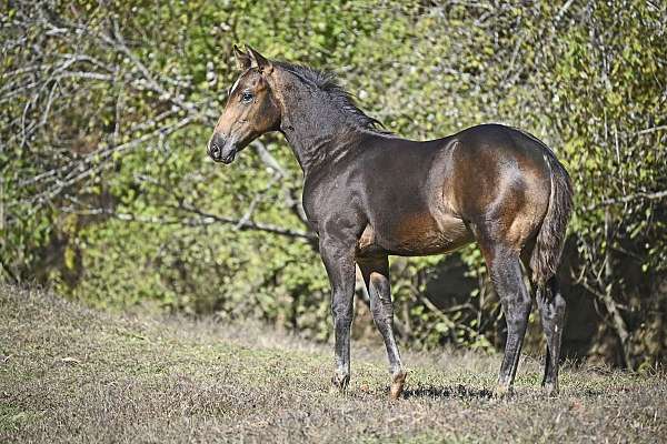 buckskin-white-reining-horse