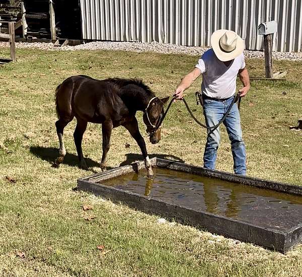 buckskin-white-aqha-colt-stallion