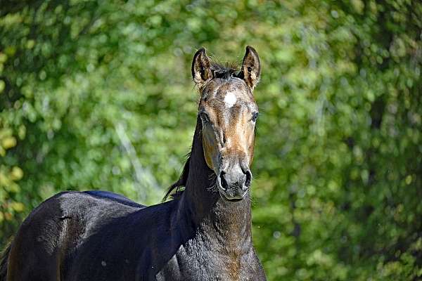 buckskin-white-colt-stallion-for-sale