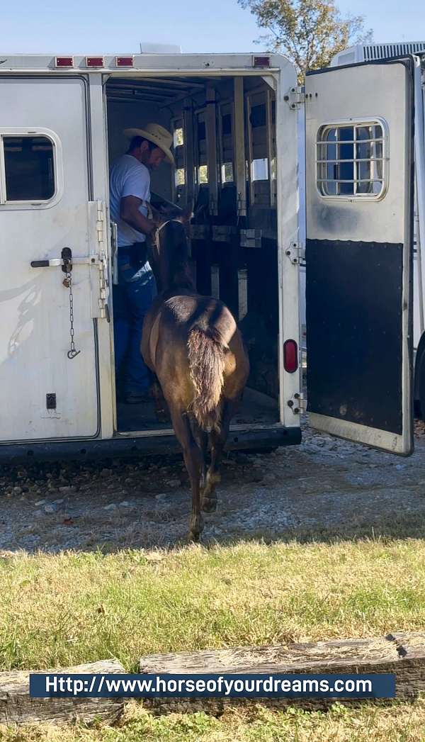 buckskin-white-colt-stallion