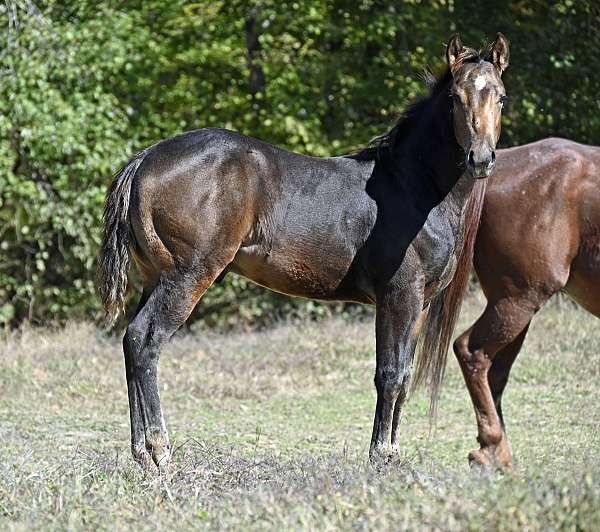 buckskin-quarter-horse-gelding