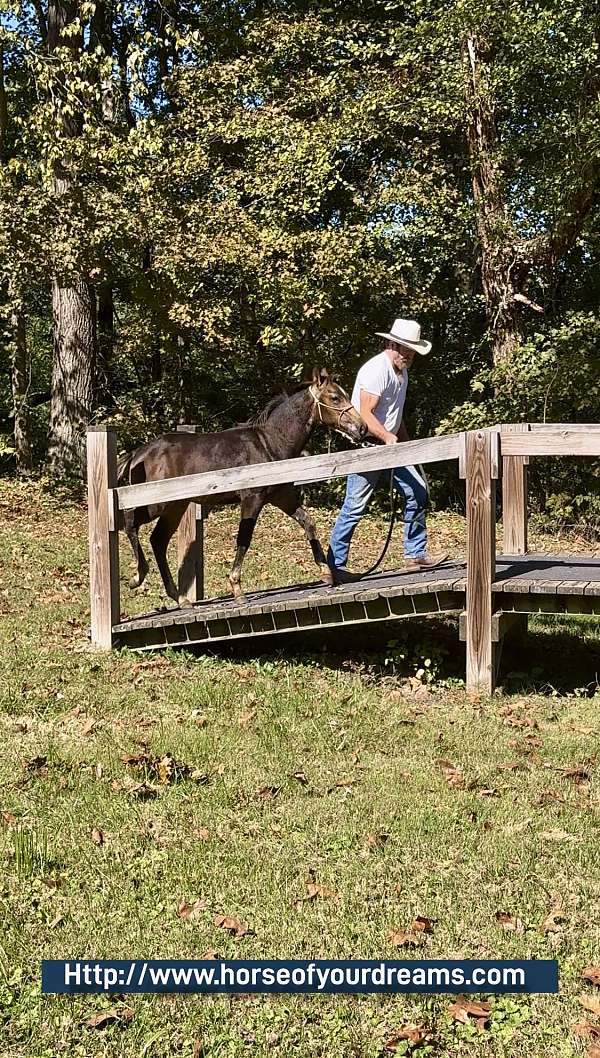 buckskin-aqha-gelding