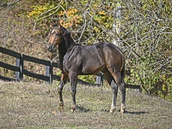 buckskin-aqha-horse