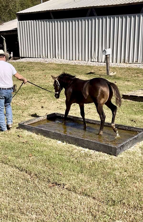 buckskin-gelding-for-sale