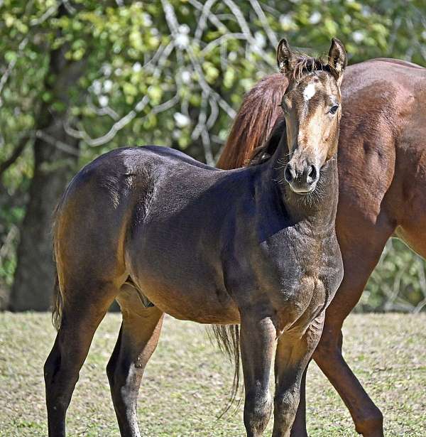 aqha-gelding