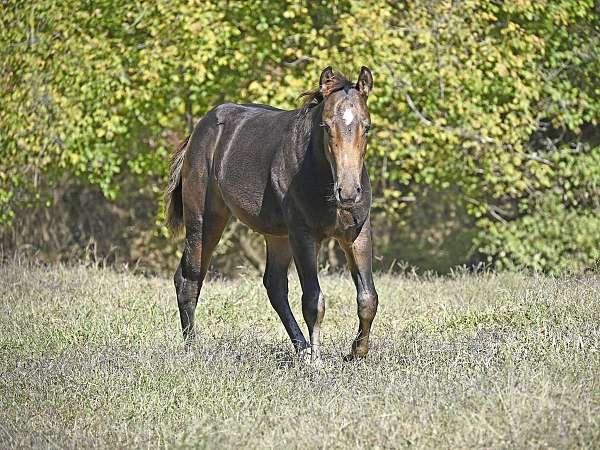 buckskin-quarter-horse-for-sale