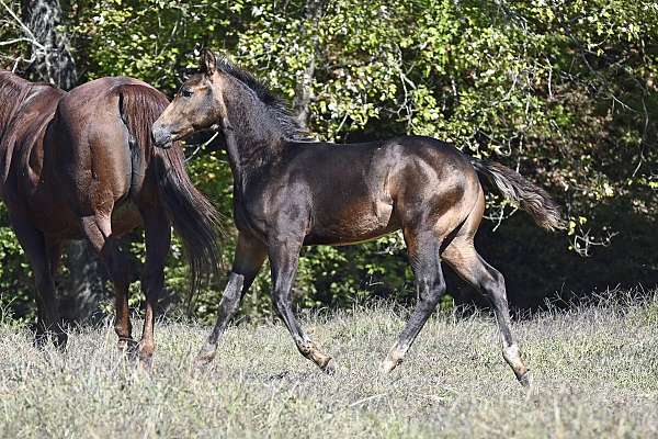 12-hand-quarter-horse