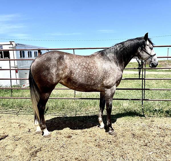 azteca-horse-for-sale