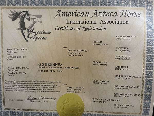 dressage-azteca-horse