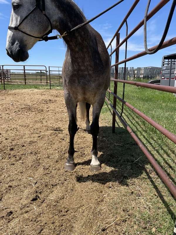 ranch-azteca-horse