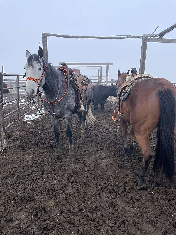 trained-azteca-horse