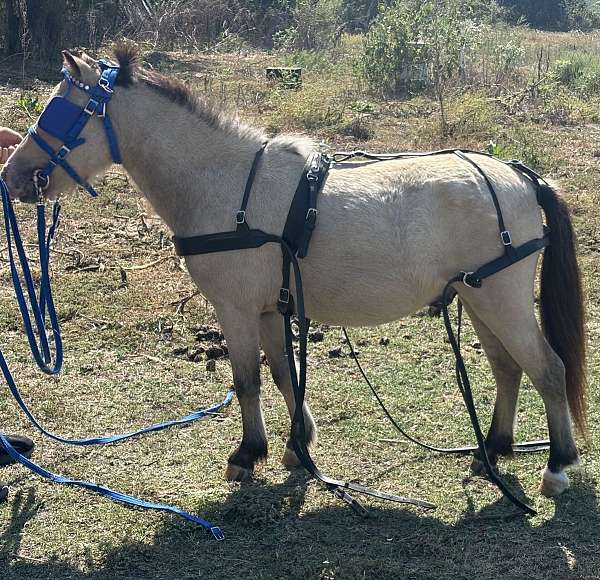 finished-appaloosa-miniature-horse