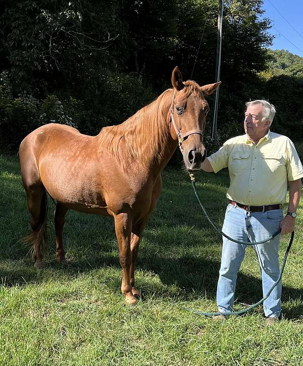 chestnut-tennessee-walking-gelding