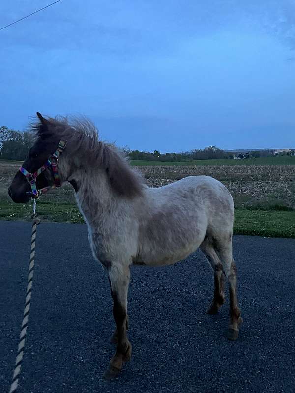 mini-gypsy-pony