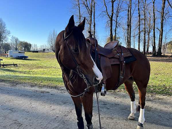 quarter-horse-mare