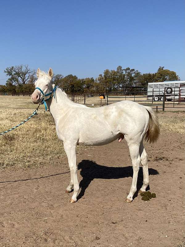 all-around-blue-eyed-stallion