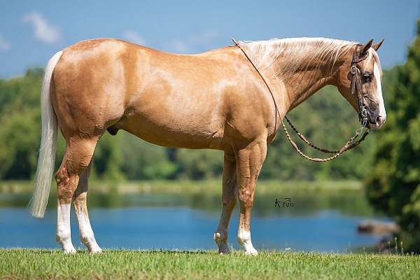 calf-roping-quarter-horse