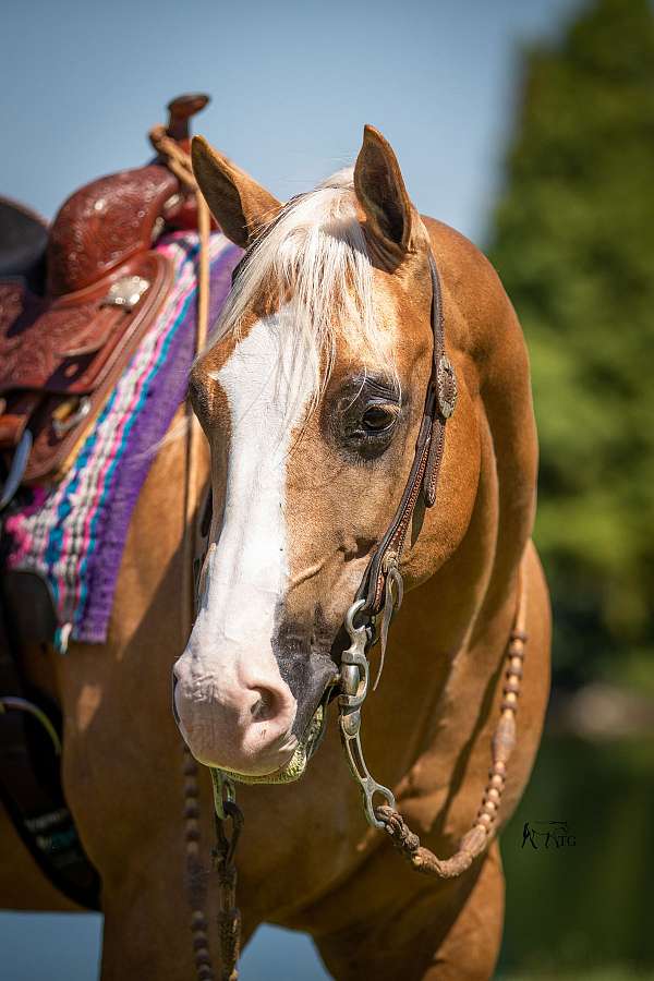 jumping-quarter-horse