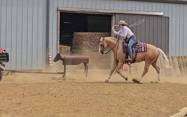 ridden-western-quarter-horse