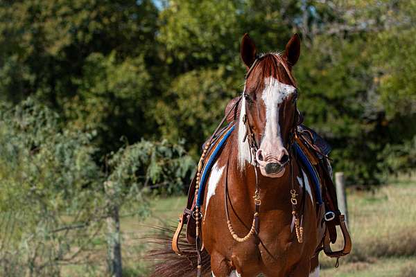 calf-roping-paint-horse