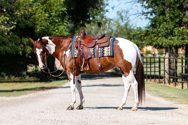 husband-safe-paint-horse