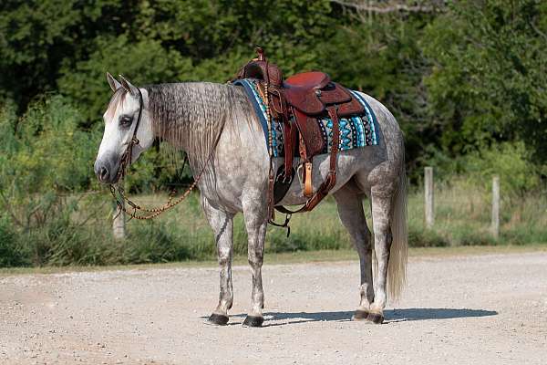 athletic-quarter-horse