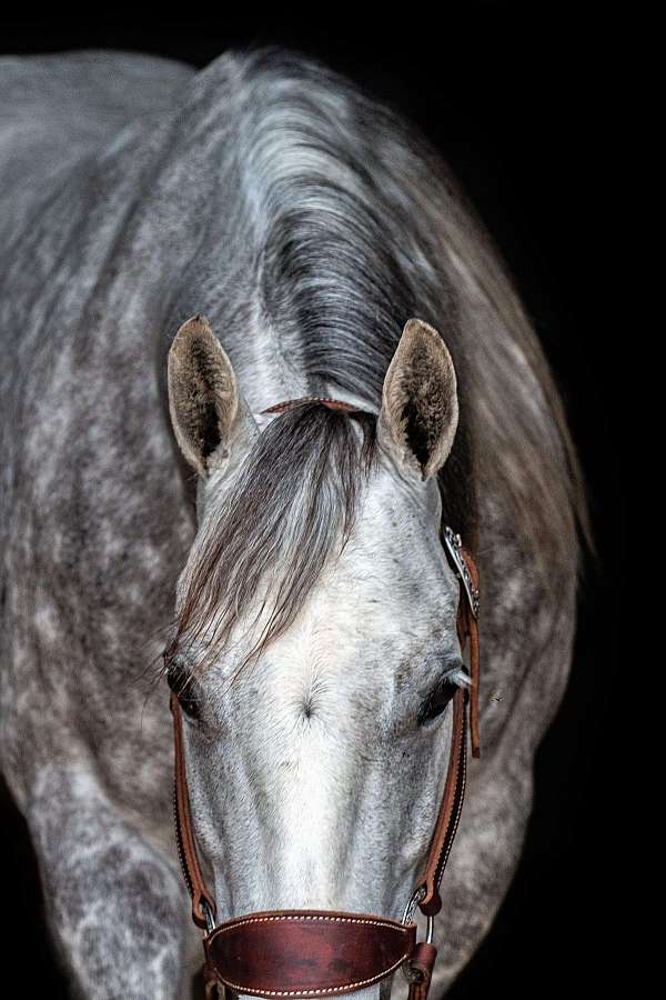 jumping-quarter-horse