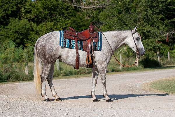 ranch-versatility-quarter-horse