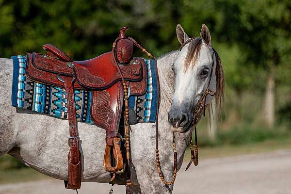 ranch-work-quarter-horse