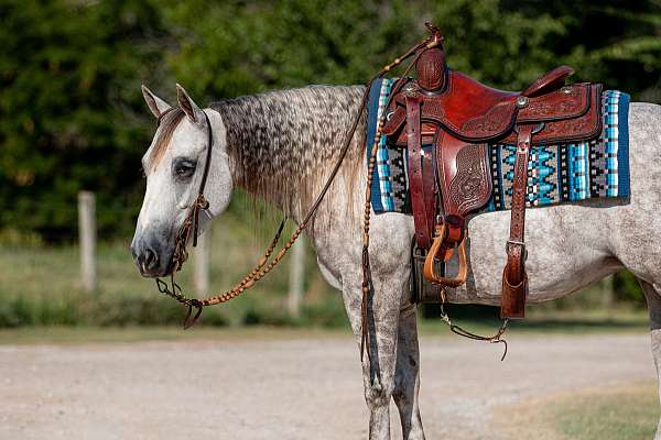 reining-quarter-horse