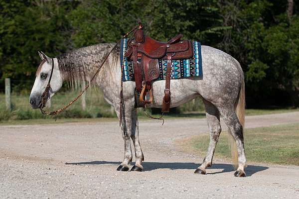 ridden-english-quarter-horse