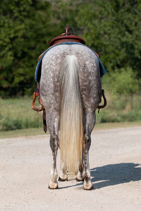 ridden-western-quarter-horse