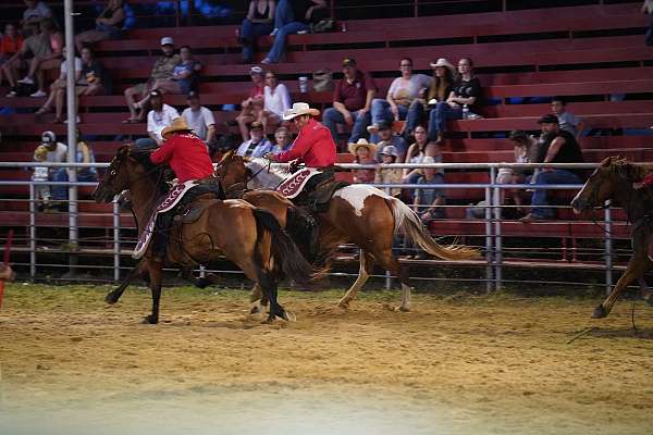 calf-roping-paint-horse