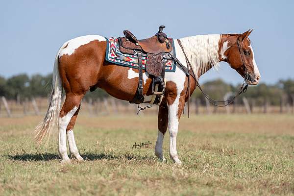 husband-safe-paint-horse