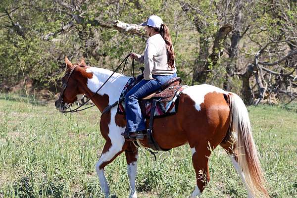 ranch-work-paint-horse