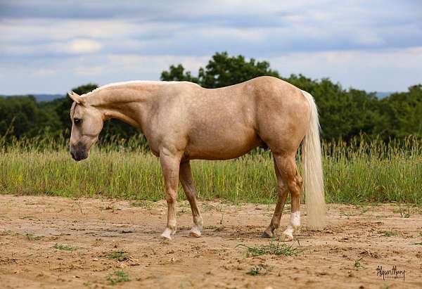 flashy-quarter-horse