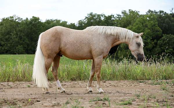 husband-safe-quarter-horse