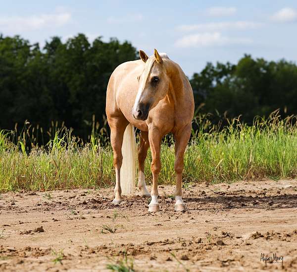 ranch-versatility-quarter-horse