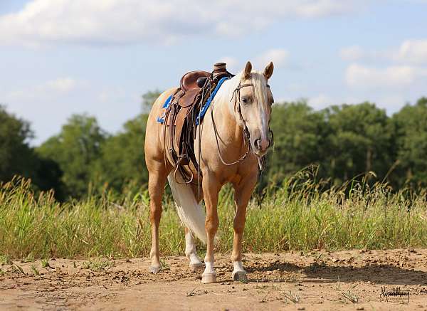 reining-quarter-horse