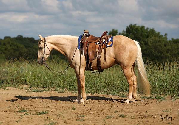 roping-quarter-horse