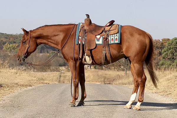 calf-roping-quarter-horse